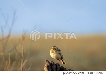 Paddyfield pipit or Oriental pipit or Anthus rufulus bird portrait perched in winter season morning safari at dhikala zone of jim corbett national park forest tiger reserve uttarakhand india asia 130968202