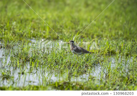Yellow wattled lapwing or Vanellus malabaricus portrait in natural green grass in winter morning season safari at wetland of keoladeo national park or bharatpur bird sanctuary rajasthan india Yellow wattled lapwing or Vanellus malabaricus portrait in natural green grass in winter morning season safari at wetland of keoladeo national park or bharatpur bird sanctuary rajasthan india 130968203