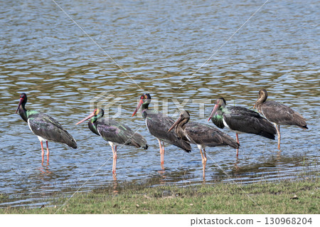 Wild Black stork or Ciconia nigra bird flock or family protrait in winter season migration at wetland of keoladeo national park bharatpur bird sanctuary rajasthan india 130968204