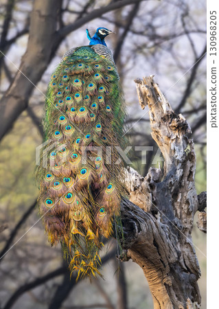 male Indian peafowl or Pavo cristatus or peacock in natural scenic winter season jungle safari perched on dead tree trunk at ranthambore national park forest tiger reserve rajasthan india asia 130968205