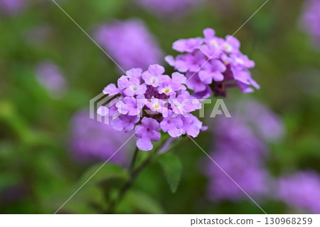 Trailing lantana (Cute lantana) 130968259