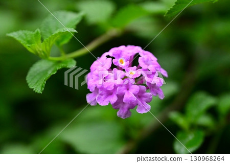 Trailing lantana (Cute lantana) 130968264