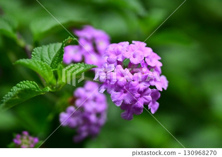 可愛的馬纓丹(尾隨馬纓丹) 可愛的馬纓丹(尾隨馬纓丹) 130968270