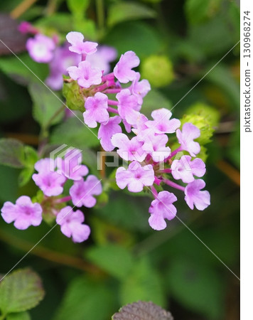 Trailing lantana (Cute lantana) 130968274
