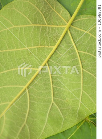 Texture of the underside of a green leaf. Detailed texture of green leaves. Concept of green background and environment. Close-up, macro image. Texture of the underside of a green leaf. Detailed texture of green leaves. Concept of green background and environment. Close-up, macro image. 130968391
