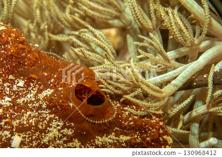 A super macro photo of hard and soft coral. Picture from Puerto Galera, Philippines A super macro photo of hard and soft coral. Picture from Puerto Galera, Philippines 130968412