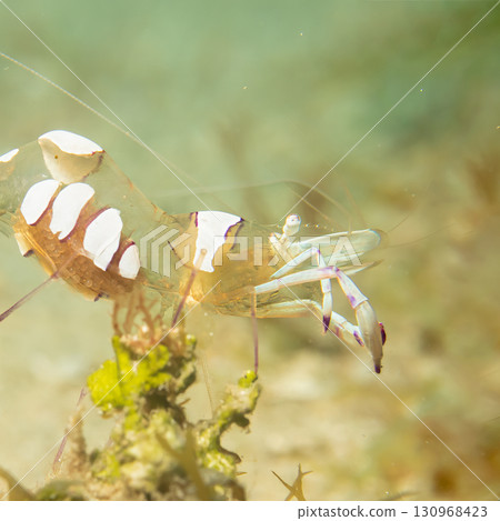 A super macro photo of a Holthuis cleaner shrimp, Ancylomenes holthuisi 130968423