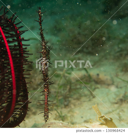 A Ghost Pipefish, Solenostomus Paradoxus, hiding close to a Crinoid, soft coral in Philippines A Ghost Pipefish, Solenostomus Paradoxus, hiding close to a Crinoid, soft coral in Philippines 130968424