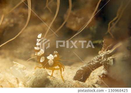 A macro photo of a Sexy shrimp, Holthuis cleaner shrimp or Ancylomenes holthuisi. A macro photo of a Sexy shrimp, Holthuis cleaner shrimp or Ancylomenes holthuisi. 130968425