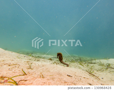 A seahorse at a muck dive in Puerto Galera in the Philippines. Aqua coloured ocean background A seahorse at a muck dive in Puerto Galera in the Philippines. Aqua coloured ocean background 130968428