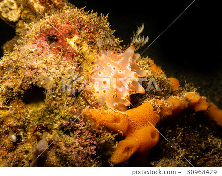 Dorid Nudibranch (Halgerda batangas) at a Puerto Galera reef in the Philippines Dorid Nudibranch (Halgerda batangas) at a Puerto Galera reef in the Philippines 130968429
