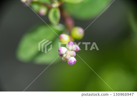 A super macro photo of white and purple buds in the spring time. Blurry green background 130968947