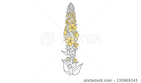 Elegant Botanical Illustration of Yellow Mullein Flower 130969143