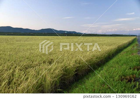 Golden rice ears and vast rural landscapes in the autumn harvest 130969162