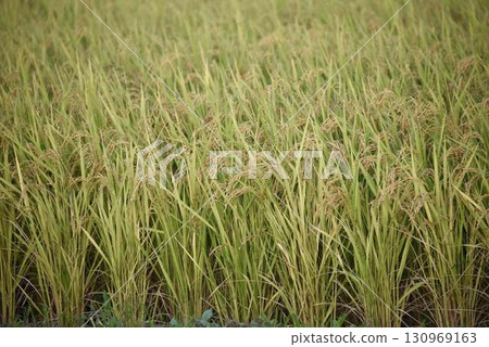 秋收季節,金黃色稻穗的特寫 秋收季節,金黃色稻穗的特寫 130969163