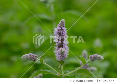 Fresh mint blossoms outdoors, mint flowers close up, peppermint flower. Fresh mint blossoms outdoors, mint flowers close up, peppermint flower. 130969727