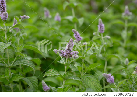 Fresh mint blossoms outdoors, mint flowers close up, peppermint flower. Fresh mint blossoms outdoors, mint flowers close up, peppermint flower. 130969728