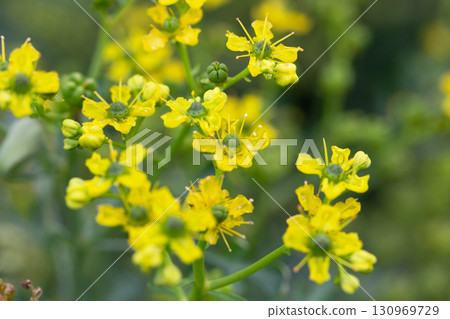 Macro of Common Rue (Ruta graveolens) showcasing its unusual yellow petals and green capsule-like centers. A striking medicinal herb captured in vivid detail in the Western Cape, South Africa Macro of Common Rue (Ruta graveolens) showcasing its unusual yellow petals and green capsule-like centers. A striking medicinal herb captured in vivid detail in the Western Cape, South Africa 130969729