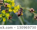 A bee collects honey from the yellow flowers of Ruta graveolens, macro. Summer floral background 130969730