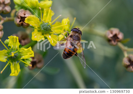 A bee collects honey from the yellow flowers of Ruta graveolens, macro. Summer floral background 130969730