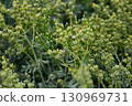 Macro of Common Rue (Ruta graveolens) showcasing its unusual yellow petals and green capsule-like centers. A striking medicinal herb captured in vivid detail in the Western Cape, South Africa 130969731