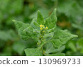 Spinach, known as Spinacia oleracea, with small yellow flowers, macro, selective focus. The leaves are dark green. 130969733