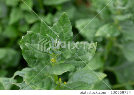 Spinach plants almost ready to harvest, top view. Known as Spinacia oleracea or Heirloom Spinach, Bloomsdale Long Standing. Dark green leaves. Plants planted early spring in organic rooftop garden. 130969734