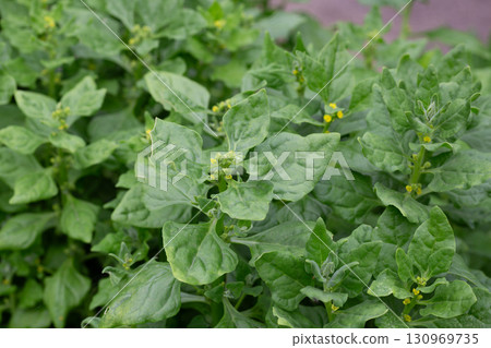 Spinach plants almost ready to harvest, top view. Known as Spinacia oleracea or Heirloom Spinach, Bloomsdale Long Standing. Dark green leaves. Plants planted early spring in organic rooftop garden. 130969735