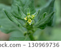 Spinach, known as Spinacia oleracea, with small yellow flowers, macro, selective focus. The leaves are dark green. 130969736