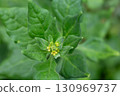 Spinach, known as Spinacia oleracea, with small yellow flowers, macro, selective focus. The leaves are dark green. 130969737