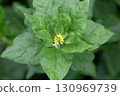 Spinach, known as Spinacia oleracea, with small yellow flowers, macro, selective focus. The leaves are dark green. 130969739