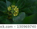 Spinach, known as Spinacia oleracea, with small yellow flowers, macro, selective focus. The leaves are dark green. 130969740