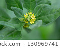 Spinach, known as Spinacia oleracea, with small yellow flowers, macro, selective focus. The leaves are dark green. 130969741