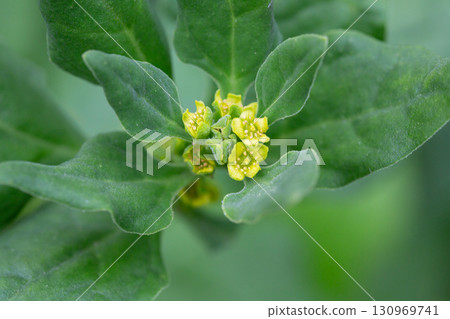 Spinach, known as Spinacia oleracea, with small yellow flowers, macro, selective focus. The leaves are dark green. Spinach, known as Spinacia oleracea, with small yellow flowers, macro, selective focus. The leaves are dark green. 130969741
