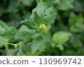 green fresh spinach leaves in the garden 130969742