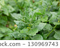 green fresh spinach leaves in the garden 130969743
