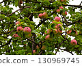 Three red apples on branch ready to be harvested. Ripe red apple fruits in apple orchard. Selective focus. 130969745