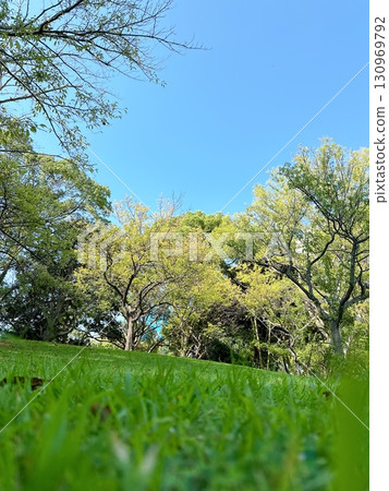 早晨草坪公園 130969792