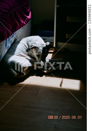 Bodeguero Andaluz Resting in Sunlight Bodeguero Andaluz Resting in Sunlight 130969851