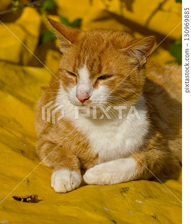 Golden cat with white chest lying on yellow cloth, close-up Golden cat with white chest lying on yellow cloth, close-up 130969885