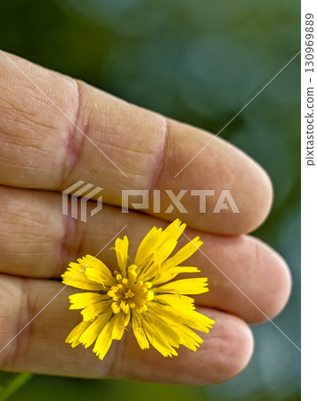 Hand Holding Meadow Daisy Hand Holding Meadow Daisy 130969889