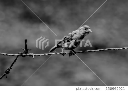 Sparrow on Barbed Wire Black and White Sparrow on Barbed Wire Black and White 130969921