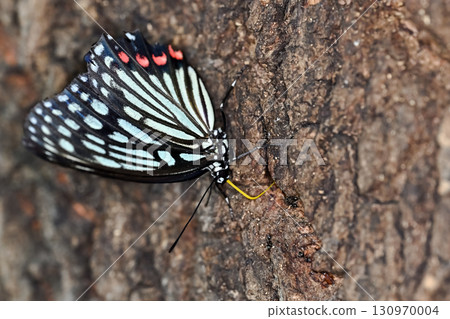  紅臉紅龜 130970004