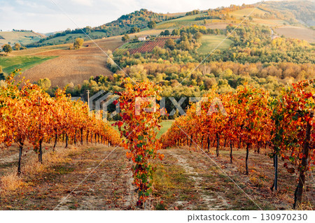 Autumn vineyard landscape shows colorful leaves before harvest season.  130970230