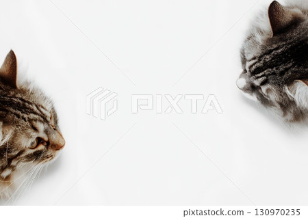 Cat background material 130970235