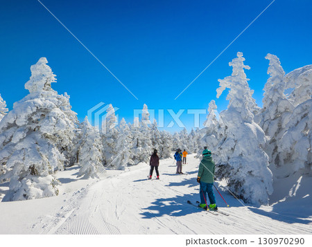 Skiers skiing down a course surrounded by frost-covered trees (Shibu Pass, Nakanojo Town, Gunma Prefecture) 130970290