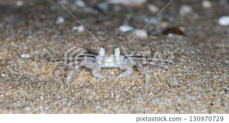 crab on the beach, night shooting by the ocean crab on the beach, night shooting by the ocean 130970729