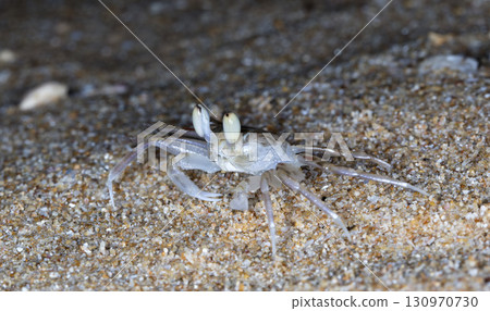 crab on the beach, night shooting by the ocean crab on the beach, night shooting by the ocean 130970730