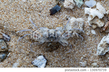 crab on the beach, night shooting by the ocean crab on the beach, night shooting by the ocean 130970739
