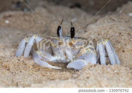 crab on the beach, night shooting by the ocean 130970742